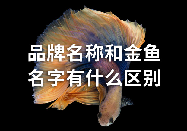 品牌命名公司：品牌名稱和金魚名字有什么區別？